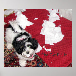 Poster Chiot de Havanese