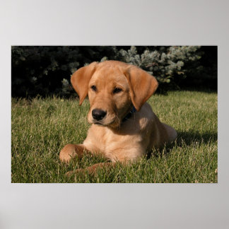Poster Chiot de laboratoire jaune