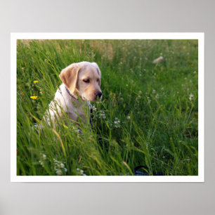 Poster Chiot de laboratoire jaune en herbe haute