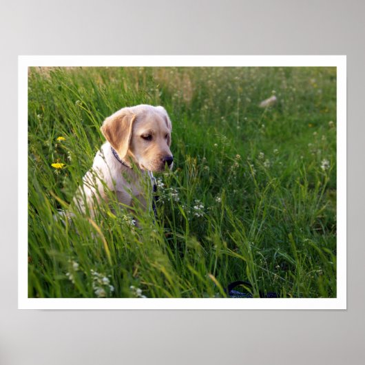Poster Chiot de laboratoire jaune en herbe haute (Devant)