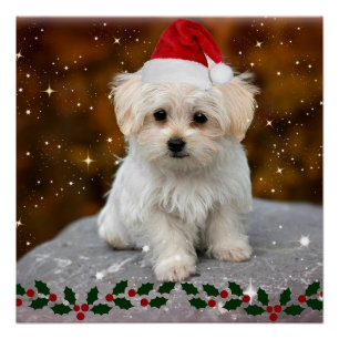 Poster Chiot de Noël, adorable,