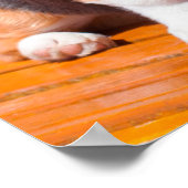 Poster chiot de Pembroke Welsh Corgi assis sur un banc de (Coin)