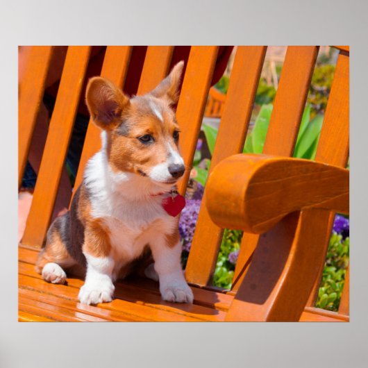 Poster chiot de Pembroke Welsh Corgi assis sur un banc de (Devant)