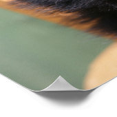 Poster Chiot de Poméranie Noire (Coin)