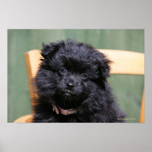 Poster Chiot de Poméranie Noire