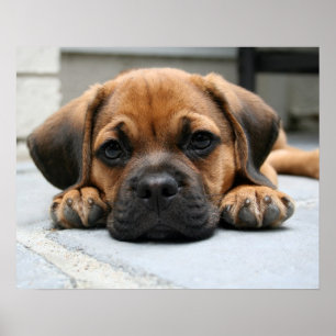 Poster chiot de puggle