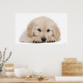 Poster Chiot de repérage d'or 2 (Cuisine)