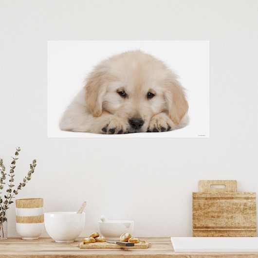 Poster Chiot de repérage d'or 2 (Cuisine)