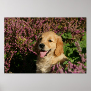 Poster Chiot de rétracteur d'or