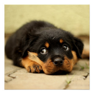 Poster Chiot de rottweiler curieux au sujet de la vie