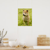 Poster Chiot de Shiba-ken (Cuisine)