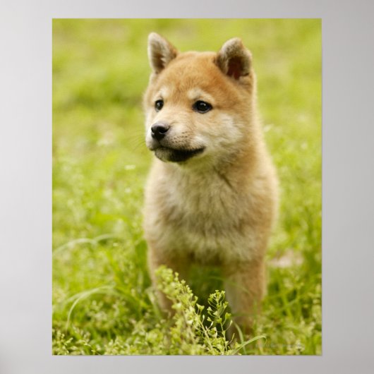 Poster Chiot de Shiba-ken (Devant)