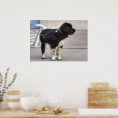 Poster Chiot de Terre-Neuve (Cuisine)