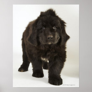 Poster chiot de Terre-Neuve, prise de vue en studio