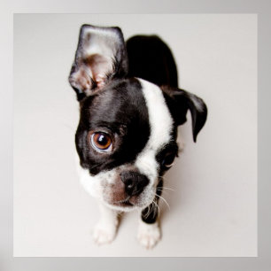 Poster Chiot d'Edison Boston Terrier