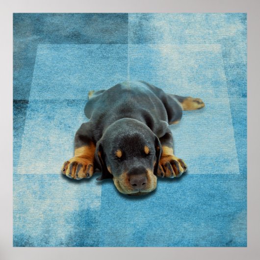 Poster Chiot Dobermann - Doberman Pinscher (Devant)