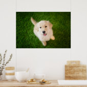 Poster Chiot d'or rétriever sur l'herbe (Cuisine)