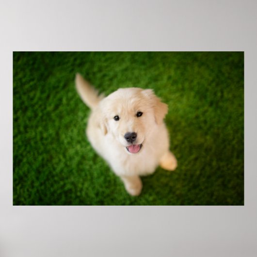Poster Chiot d'or rétriever sur l'herbe (Devant)