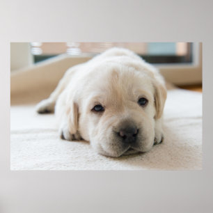 Poster Chiot doré du Labrador