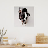 Poster Chiot Edison Boston Terrier. (Cuisine)