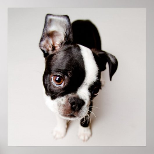 Poster Chiot Edison Boston Terrier. (Devant)