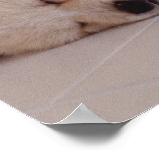 Poster Chiot et lapin (Coin)