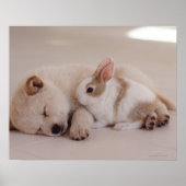 Poster Chiot et lapin (Devant)