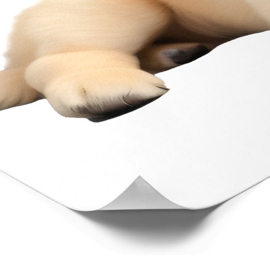 Poster Chiot Golden Retriever (Coin)