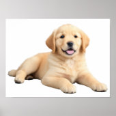 Poster Chiot Golden Retriever (Devant)