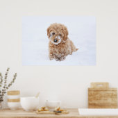 Poster Chiot Goldendoodé Avec Neige Sur La Face (Cuisine)