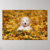 Poster Chiot Goldendoodle En Feuilles Automnes (Devant)
