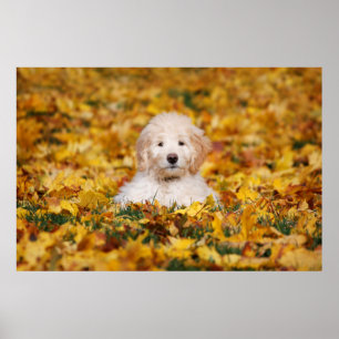Poster Chiot Goldendoodle En Feuilles Automnes