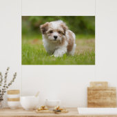 Poster Chiot Havanais (Cuisine)