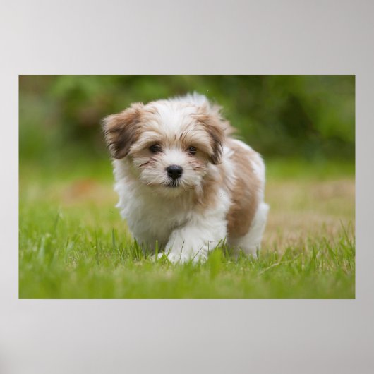 Poster Chiot Havanais (Devant)