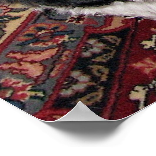 Poster Chiot Havanais (Coin)