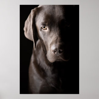 Poster Chiot Labrador au chocolat triste