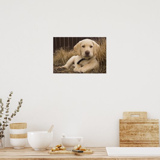 Poster Chiot Labrador Retriever (Cuisine)