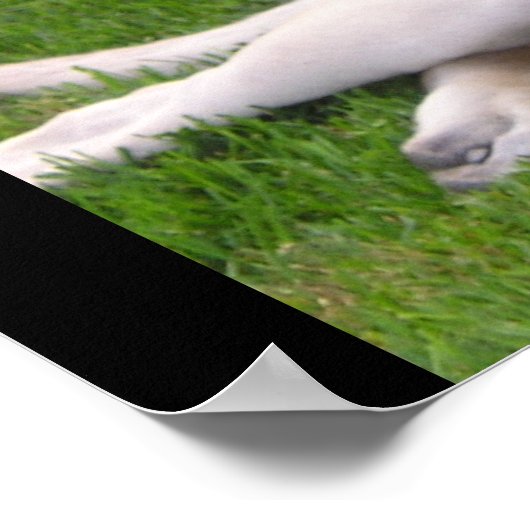 Poster Chiot mastiff anglais (Coin)