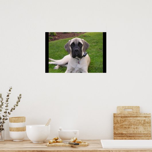 Poster Chiot mastiff anglais (Cuisine)