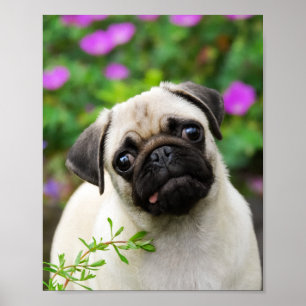 Poster Chiot mignon de carlin de faon