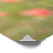 Poster Chiot miniature à poil lisse en regard (Coin)