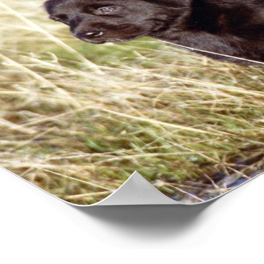 Poster Chiot noir du laboratoire (Coin)