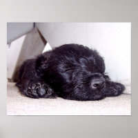 Chiot noir écossais Terrier en train de faire la s