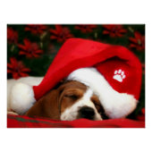 Poster Chiot paisible (Devant)