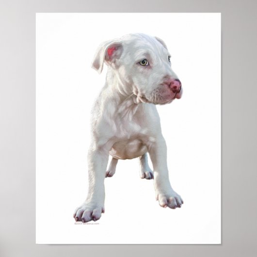 Poster Chiot Pitbull blanc (Devant)