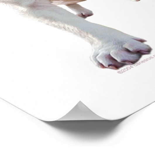 Poster Chiot Pitbull blanc (Coin)