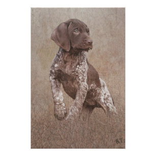 Poster Chiot pointeur allemand