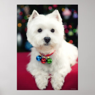 Poster Chiot portant la cloche de Noël sur le cou