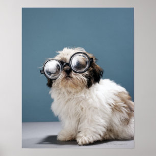 Poster Chiot portant les lunettes épaisses