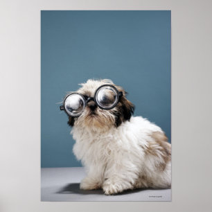 Poster Chiot portant les lunettes épaisses